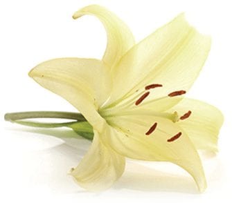 Flower Background