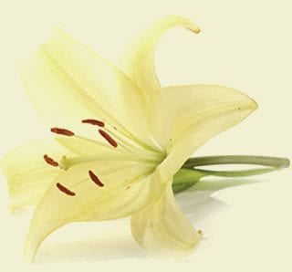 White lily